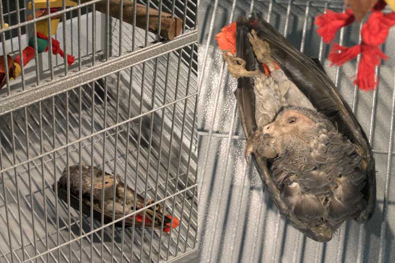 "Let Me Out!" (2009), Marcel dead in the cage by Ondrej Brody & Kristofer Paetau